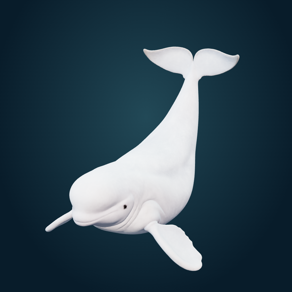 Rendered Beluga Whale mesh
