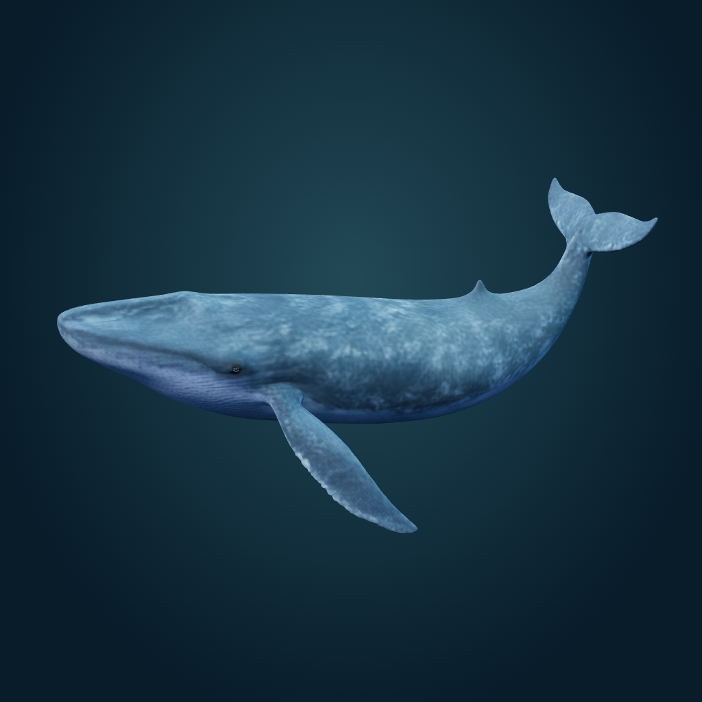Rendered Blue Whale mesh