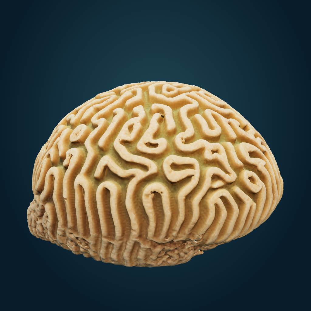 Rendered Brain Coral mesh