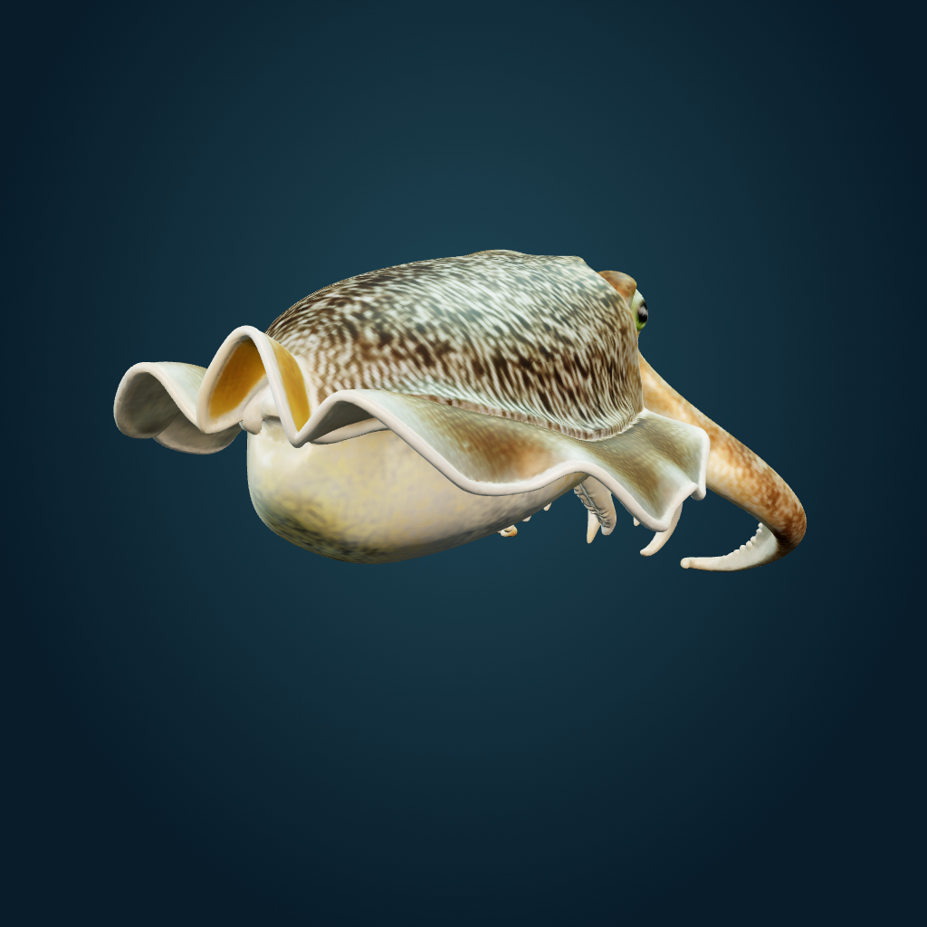 Rendered Cuttlefish mesh
