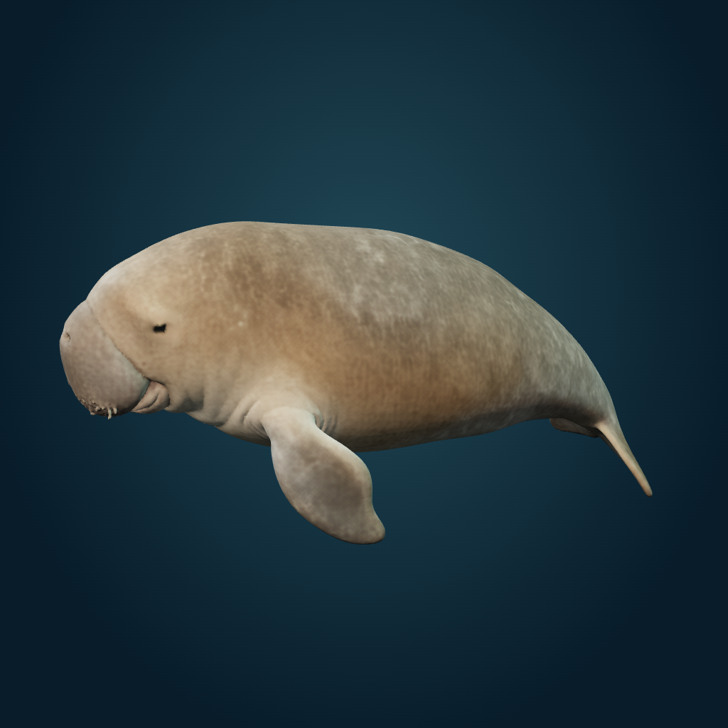 Rendered Dugong mesh