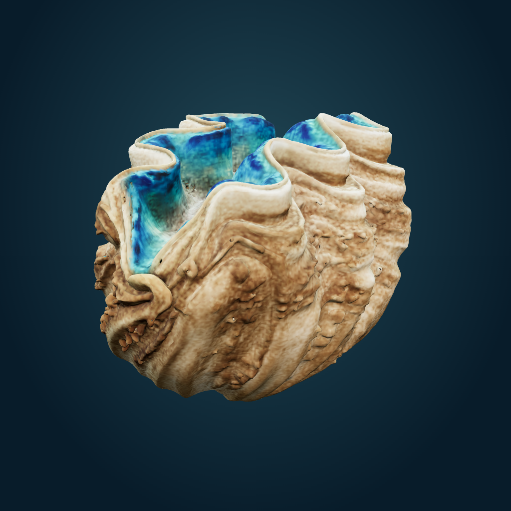Rendered Giant Clam mesh