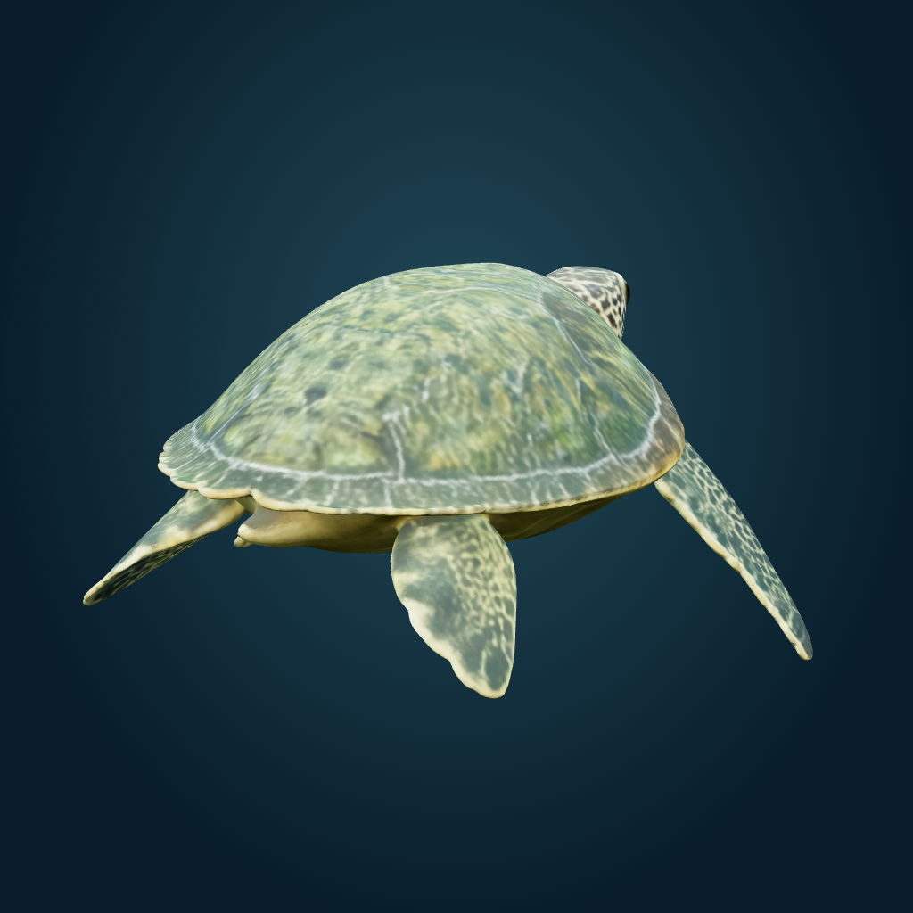 Rendered Green Sea Turtle mesh