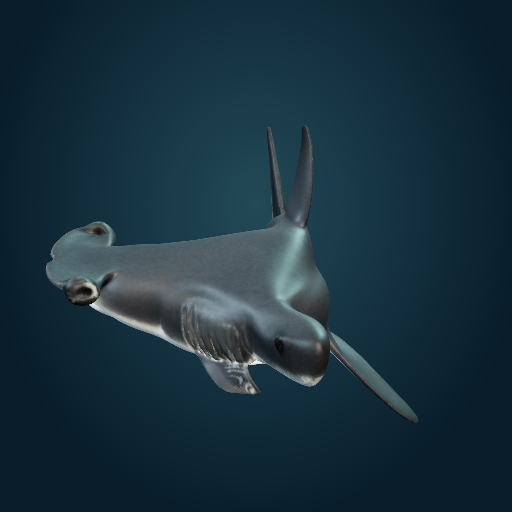 Rendered Hammerhead Shark mesh