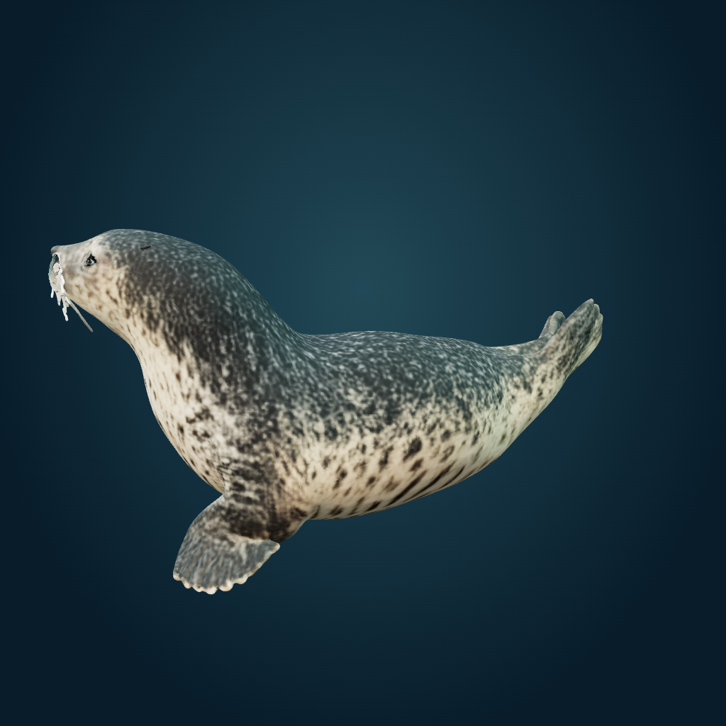 Rendered Harbor Seal mesh