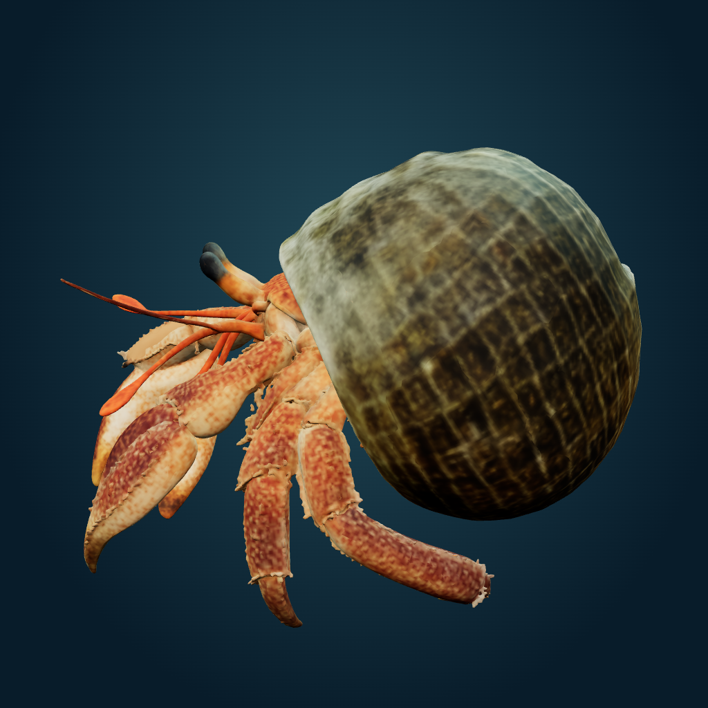 Rendered Hermit Crab mesh