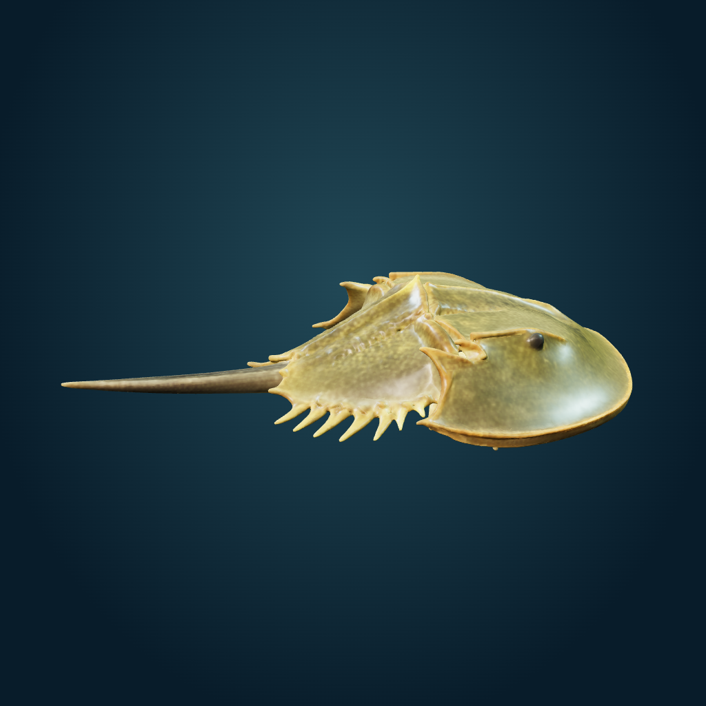 Rendered Horseshoe Crab mesh
