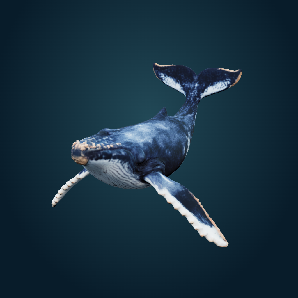 Rendered Humpback Whale mesh