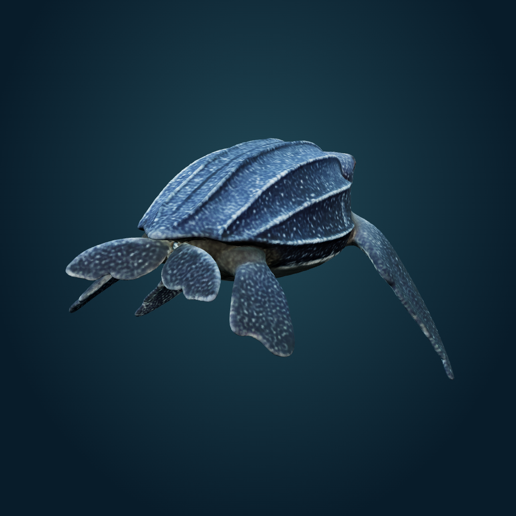 Rendered Leatherback Sea Turtle mesh