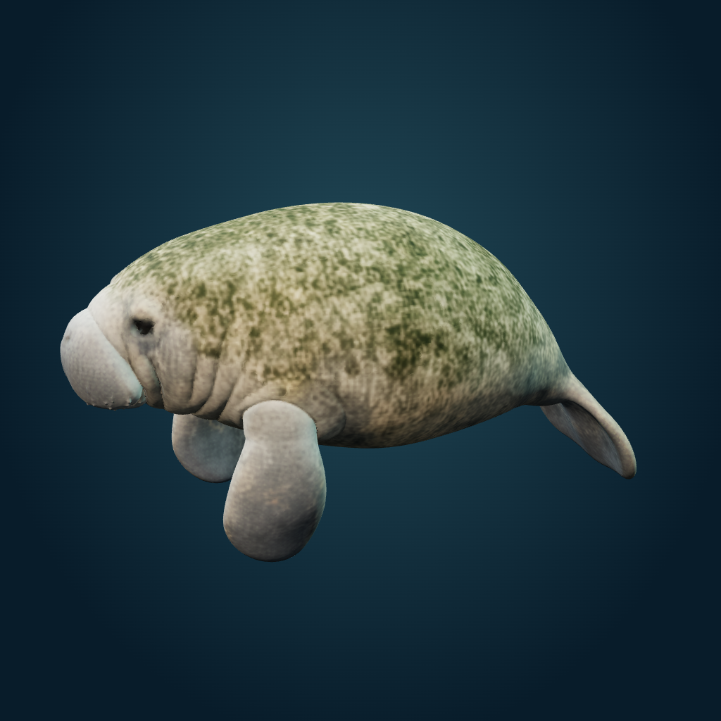 Rendered Manatee mesh