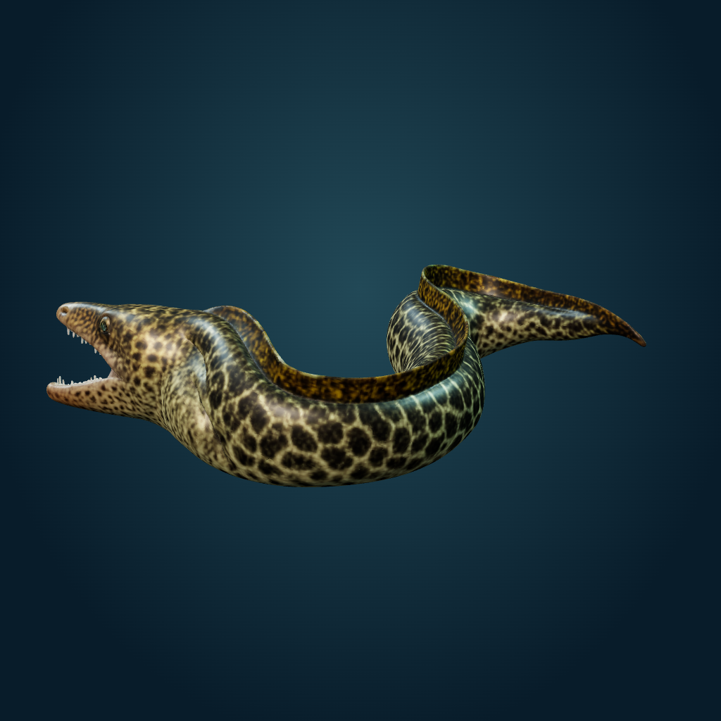 Rendered Moray Eel mesh
