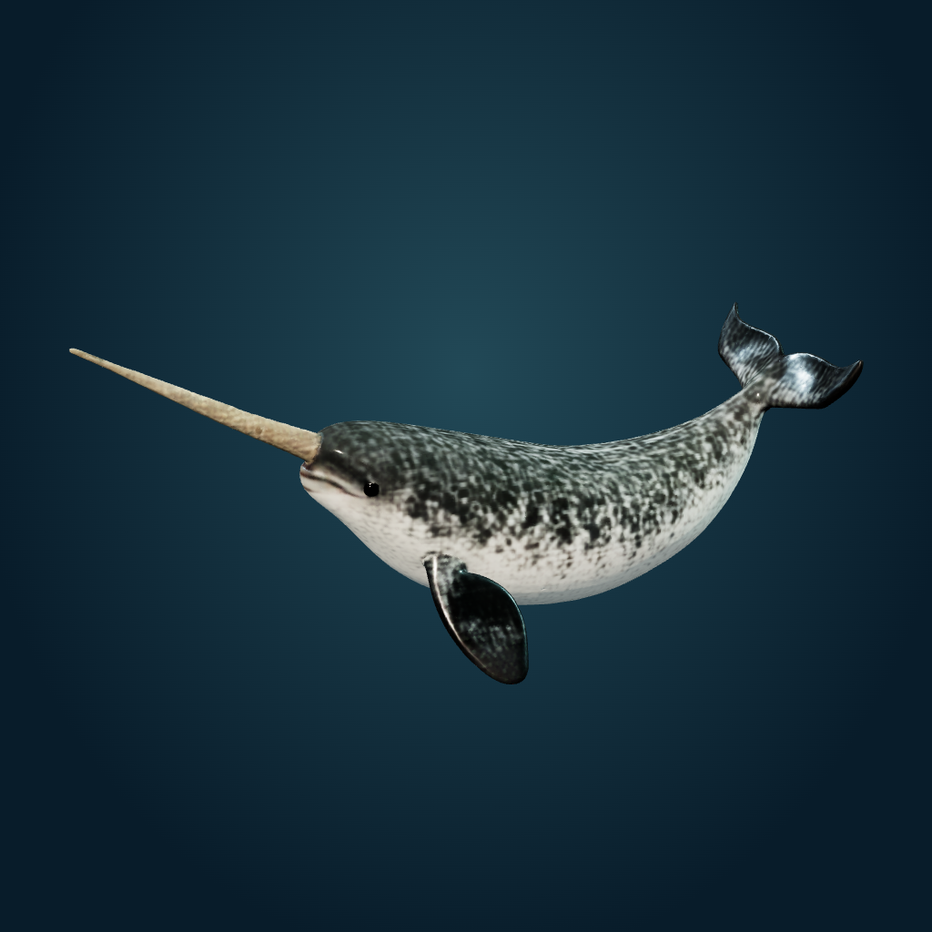 Rendered Narwhal mesh