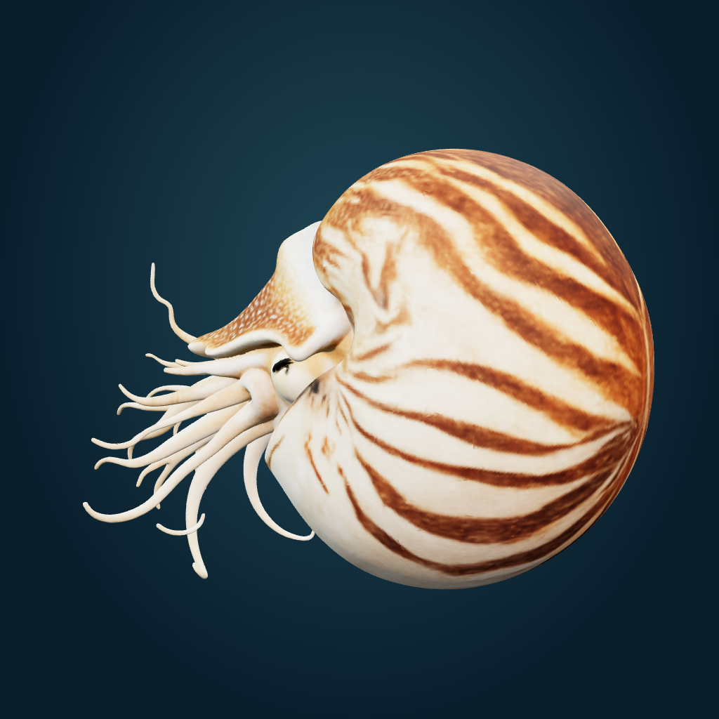 Rendered Nautilus mesh