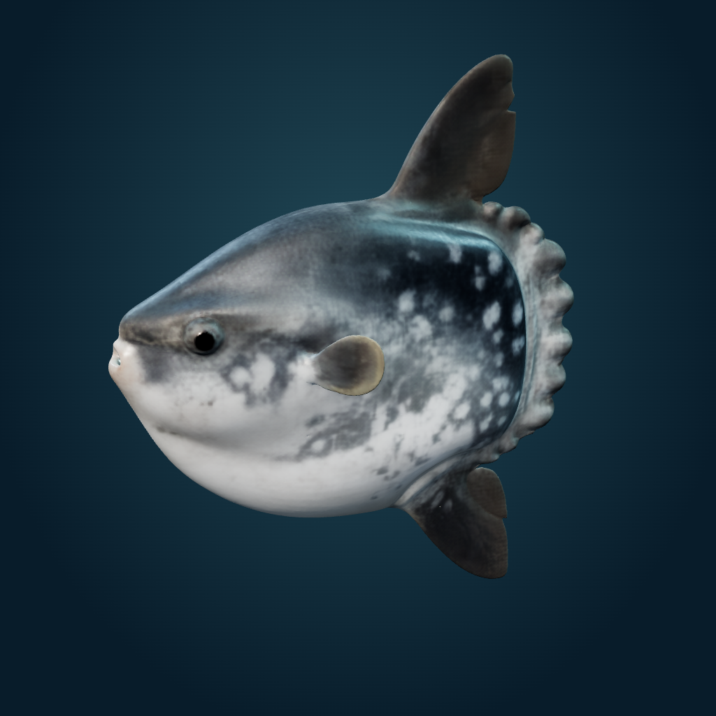 Rendered Ocean Sunfish mesh