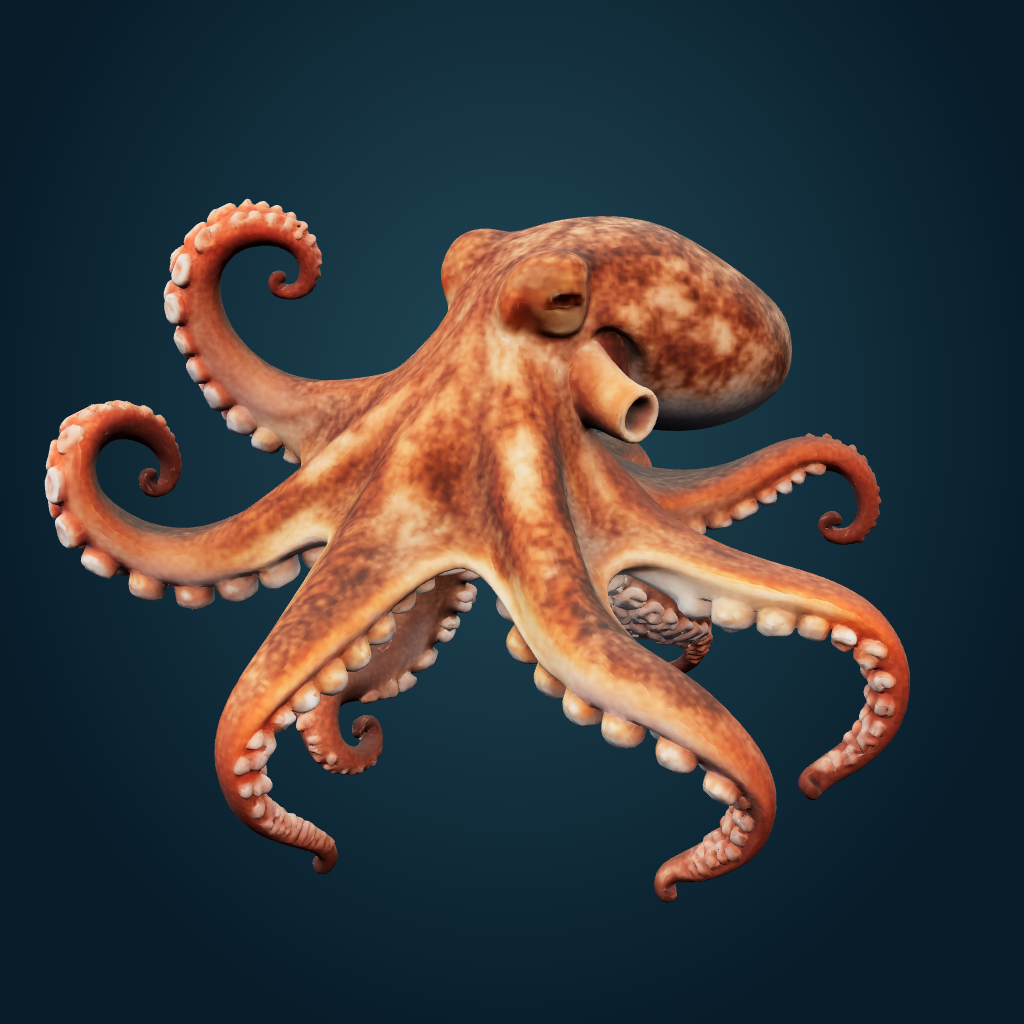 Rendered Octopus mesh