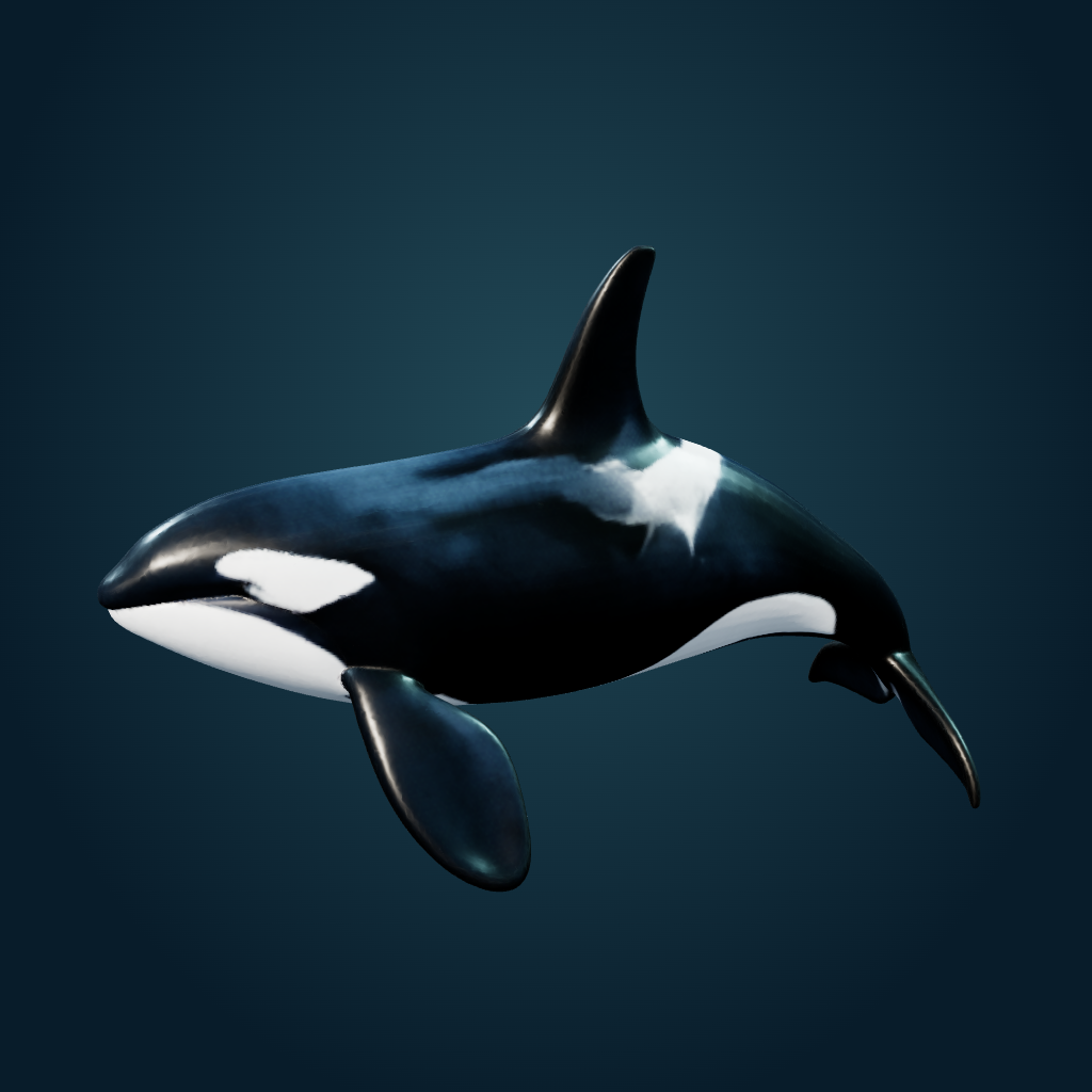 Rendered Orca mesh