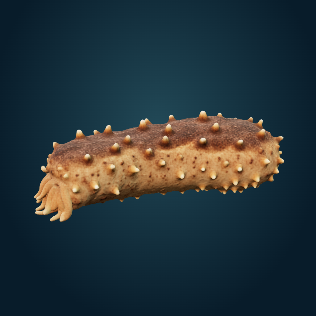 Rendered Sea Cucumber mesh