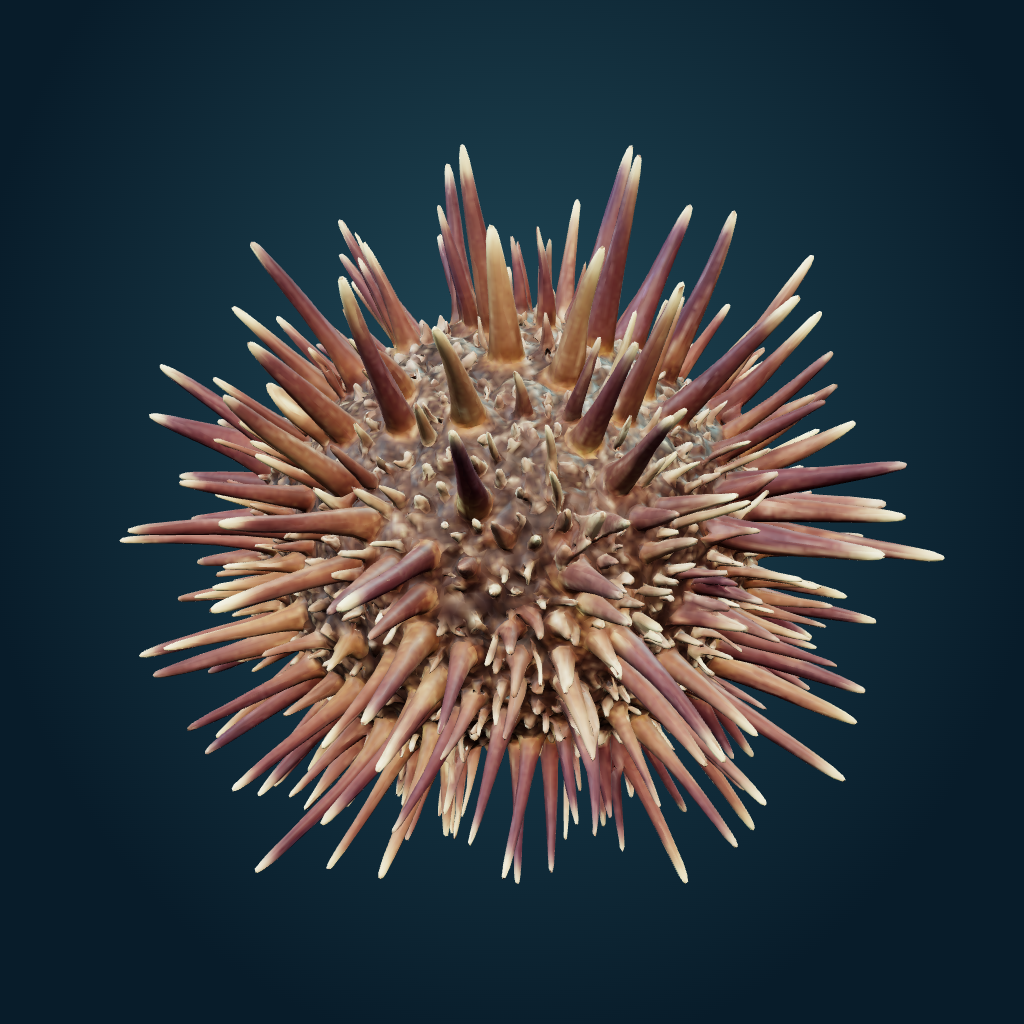 Rendered Sea Urchin mesh