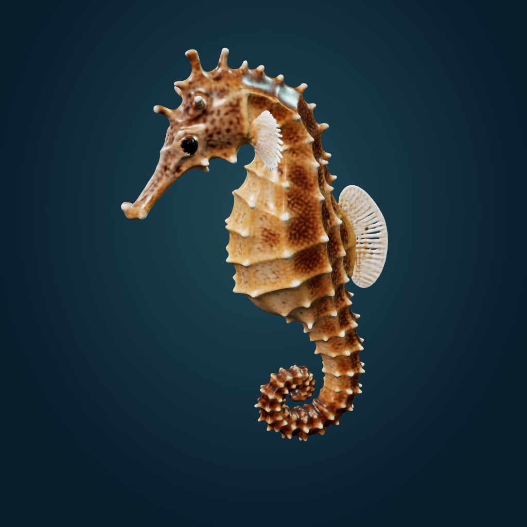 Rendered Seahorse mesh