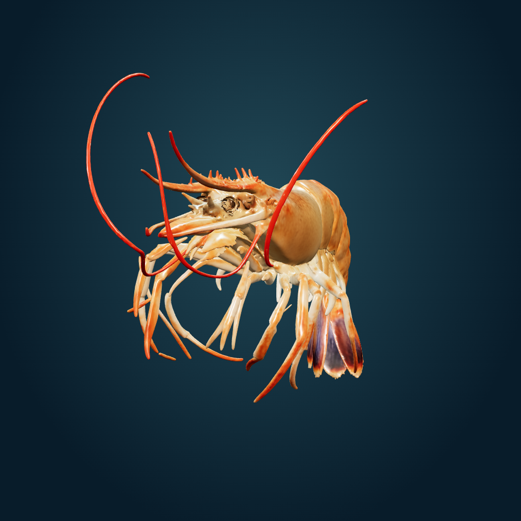 Rendered Shrimp mesh