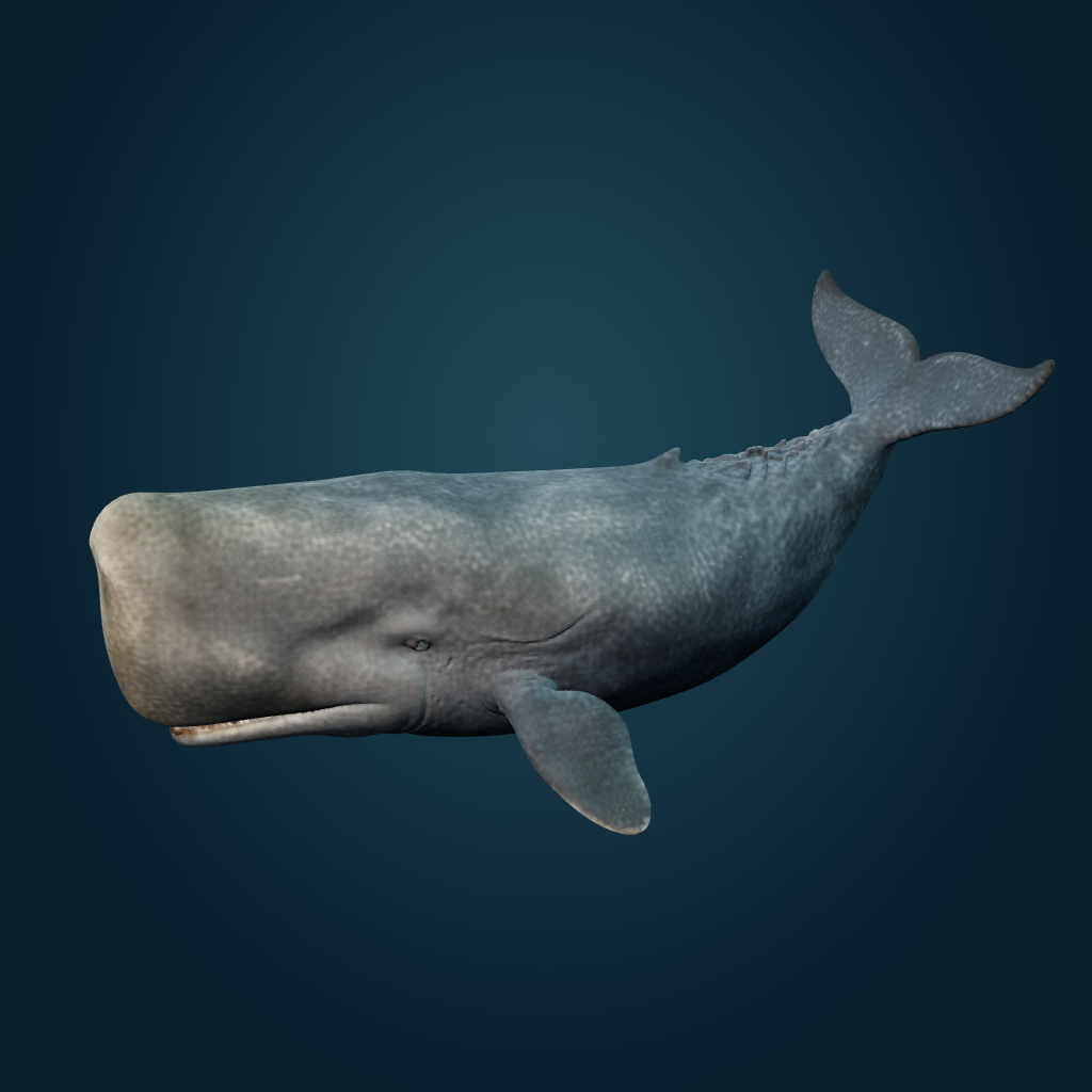 Rendered Sperm Whale mesh