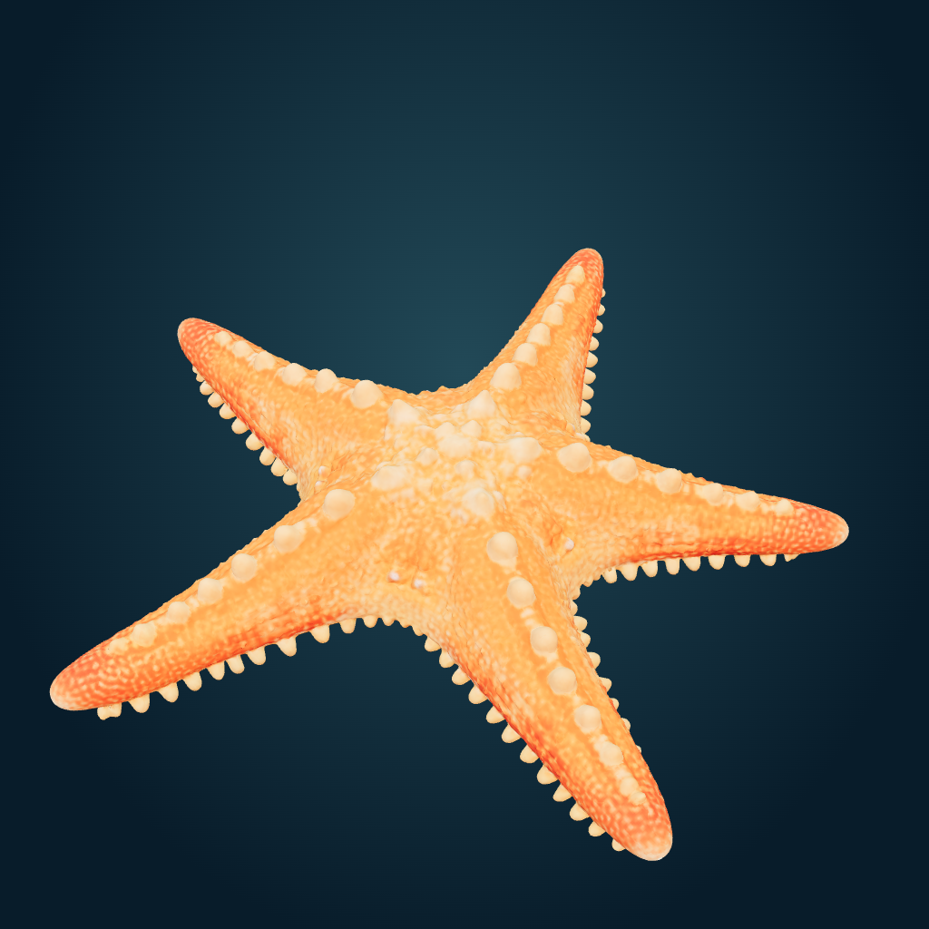 Rendered Starfish mesh