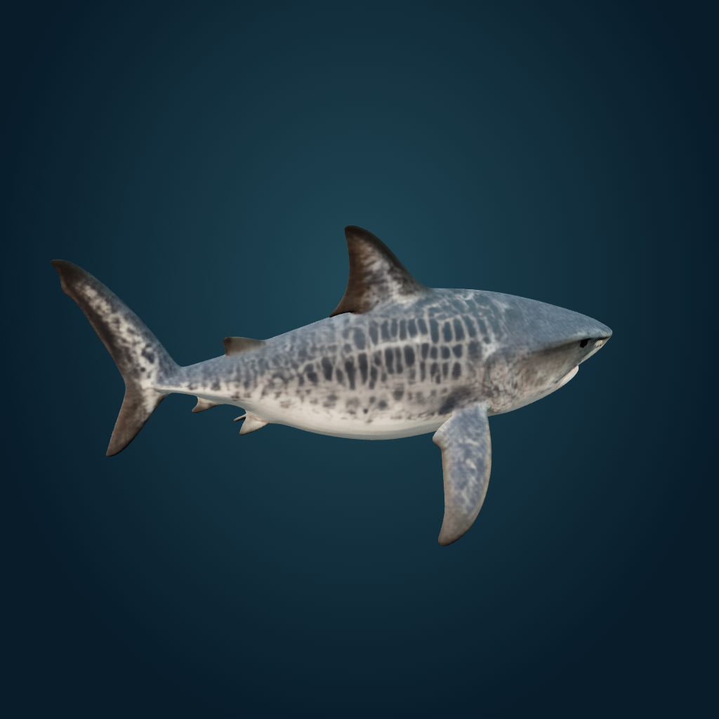Rendered Tiger Shark mesh