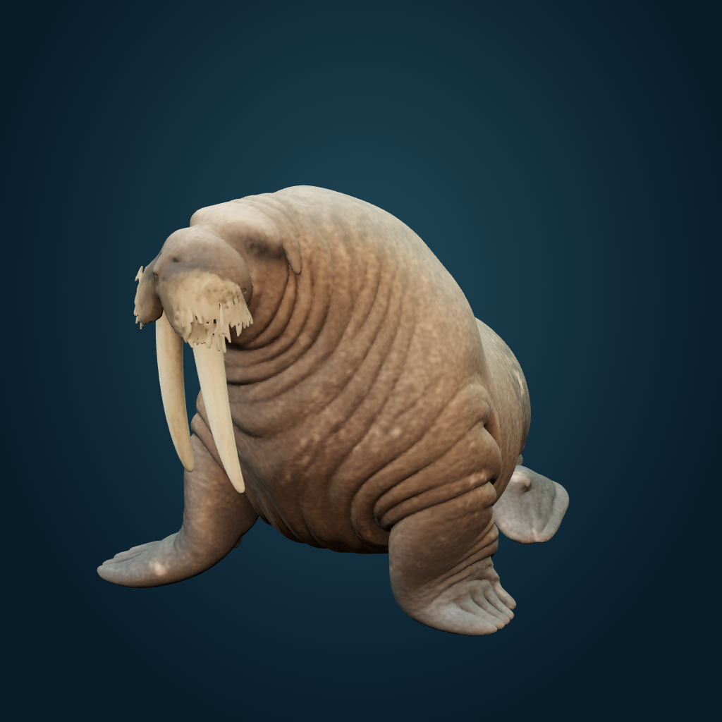 Rendered Walrus mesh