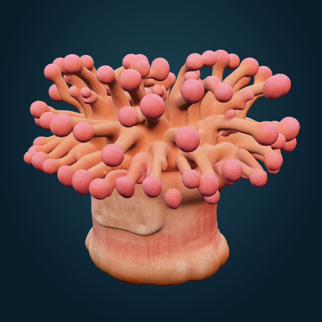 Rendered Rose bubble-tip anemone mesh
