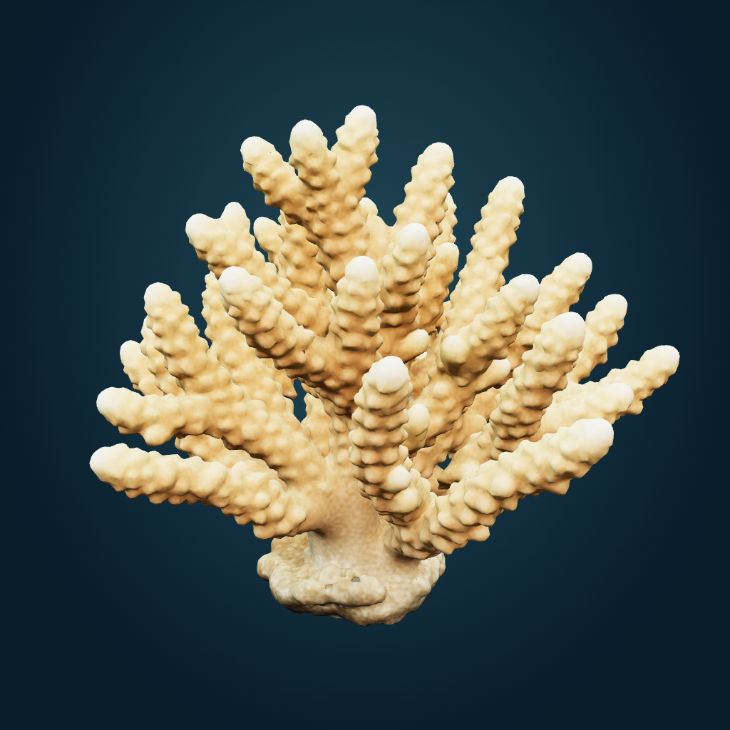 Rendered Golden staghorn coral mesh