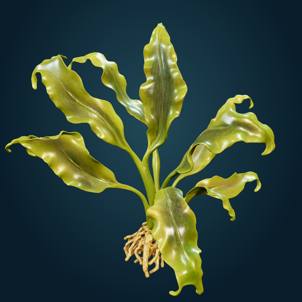 Rendered Broad-bladed kelp mesh