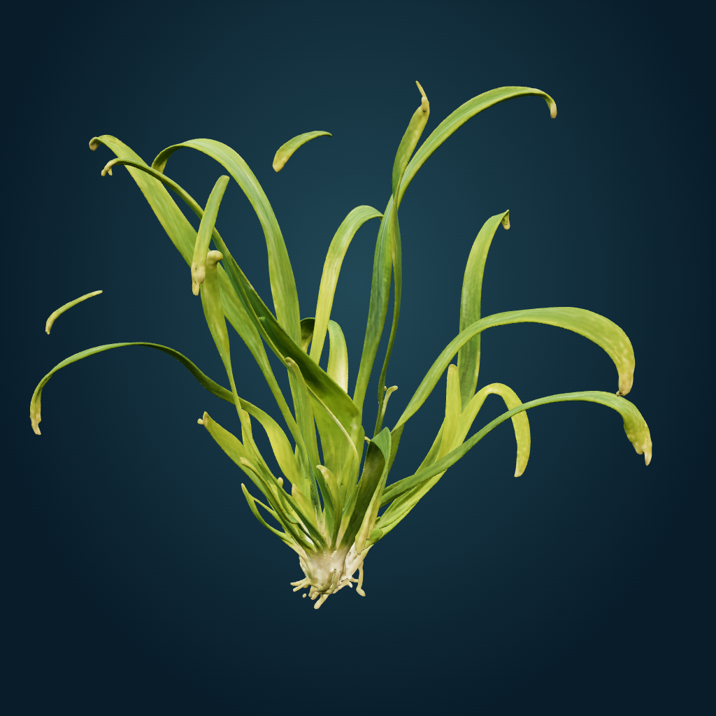 Rendered Eelgrass clump mesh