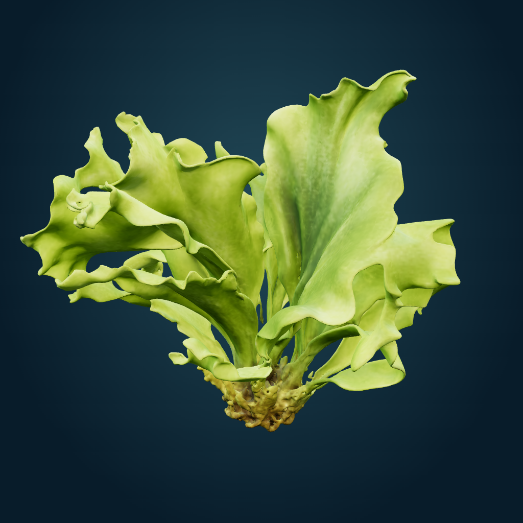 Rendered Sea-lettuce cluster mesh
