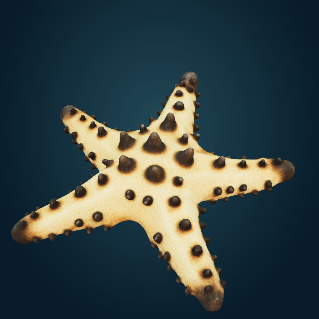 Rendered Chocolate-chip sea star mesh