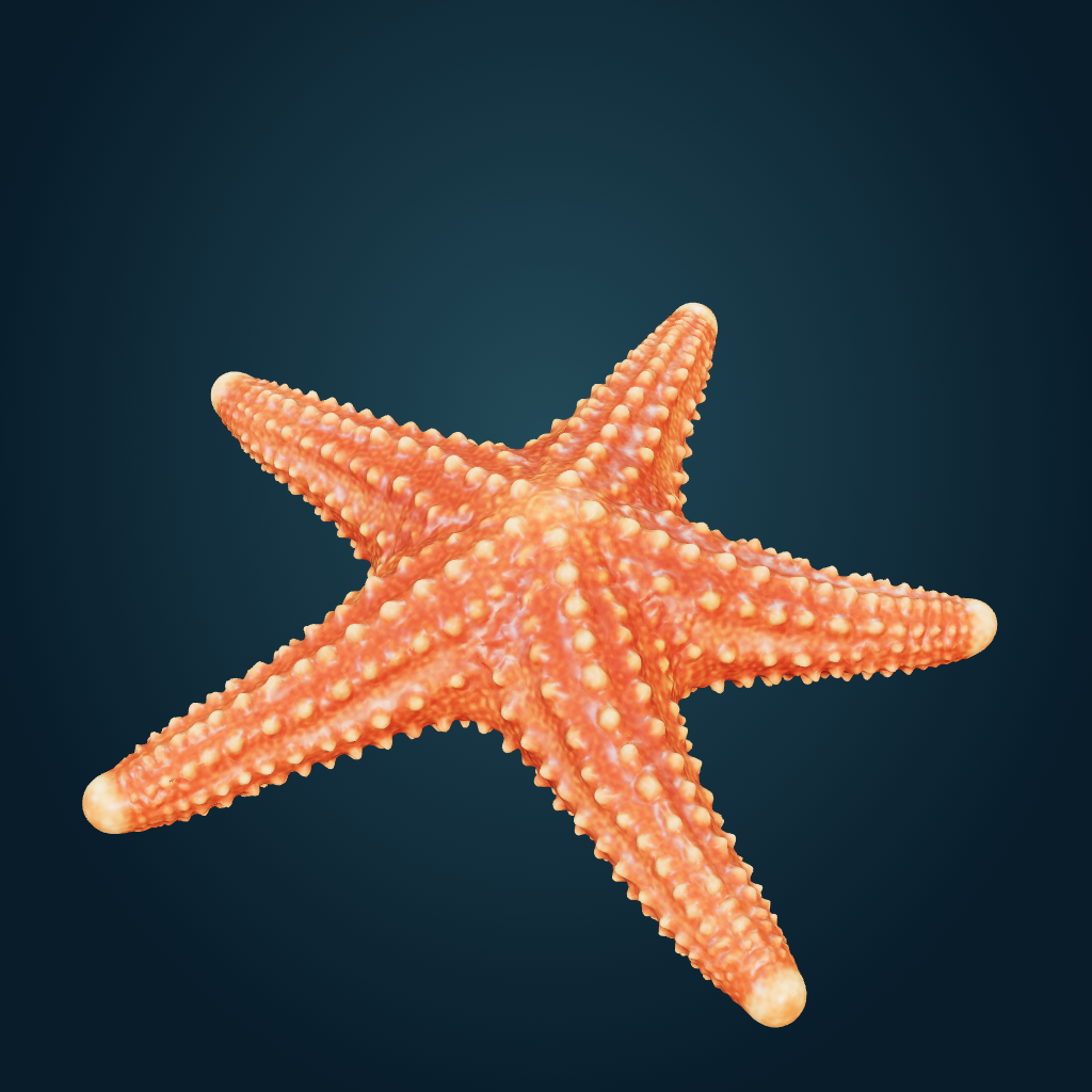 Rendered Red common sea star mesh
